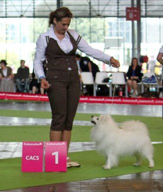  FRENCH CHAMPION at the French Championship show in Paris   Multi Ch Jasam's Golden Son of Silverboy Owner: Elena Bulygina - Russia. BIG CONGRATULATIONS !!!